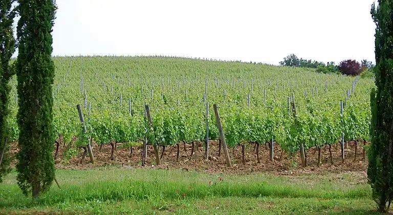 Villa i Casciana Terme Lari