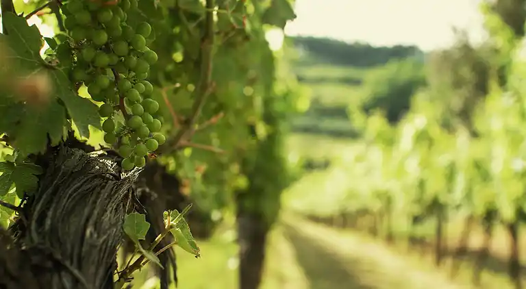 Holiday home in Terricciola