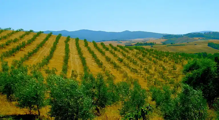 Farm house in Peccioli