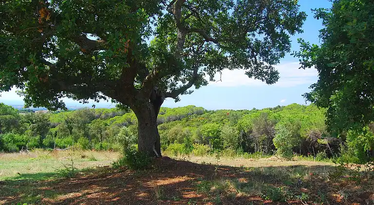 Holiday home in Riparbella