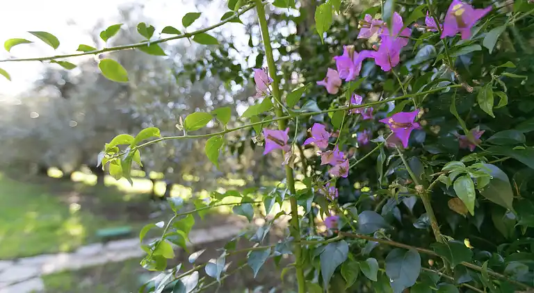 Holiday home in Rosignano Solvay