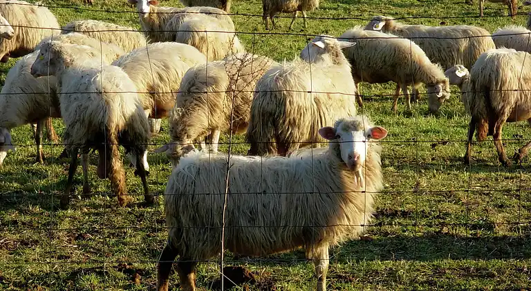 Farm house in Sorano