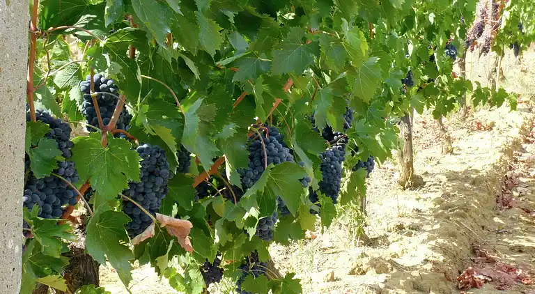 Cottage in Monte Antico Alto