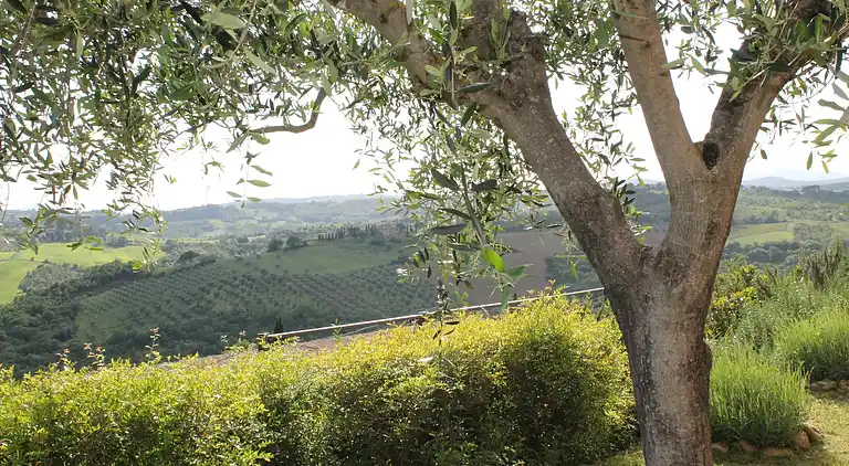 Cottage in Monte Antico Alto