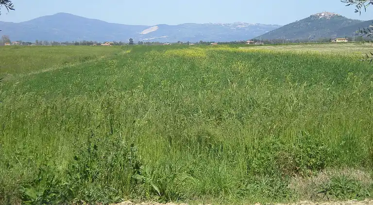 Farm house in Grosseto