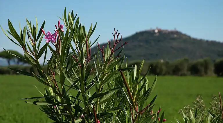 Semesterbostad i Braccagni