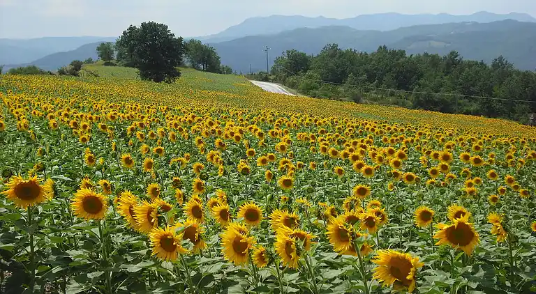 Leilighet i Petrella Guidi