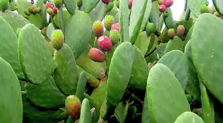 Cottage in Cisternino