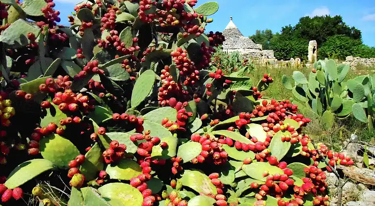 Cottage in Cisternino
