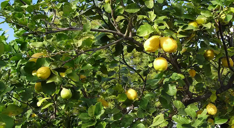 Semesterbostad i Trecase