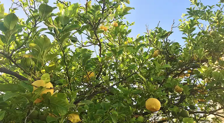 Semesterbostad i Trecase