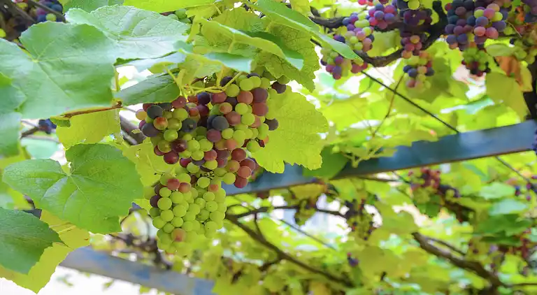 Holiday home in La Bruca