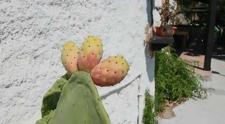 Holiday home in Ricadi