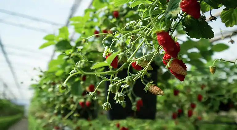 Vakantiehuis in Sciacca