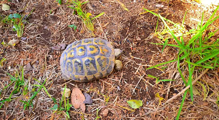 Semesterbostad i Lido di Noto