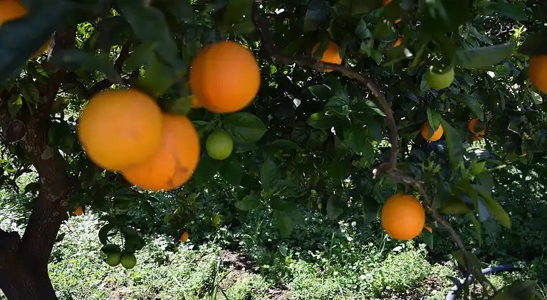 Semesterbostad i Noto