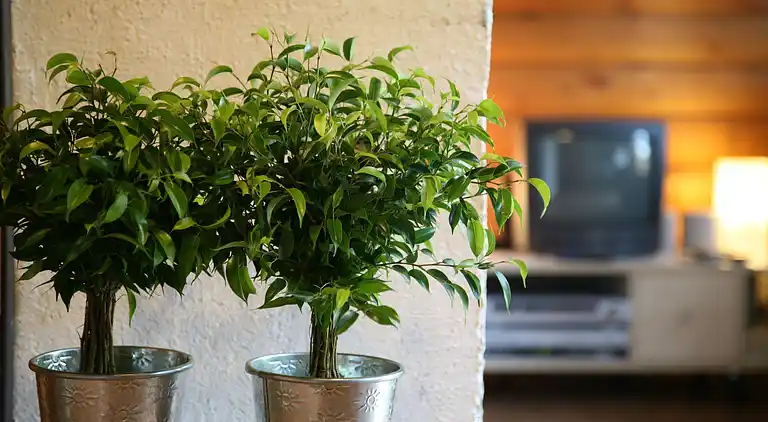 Stuga i Niederwampach