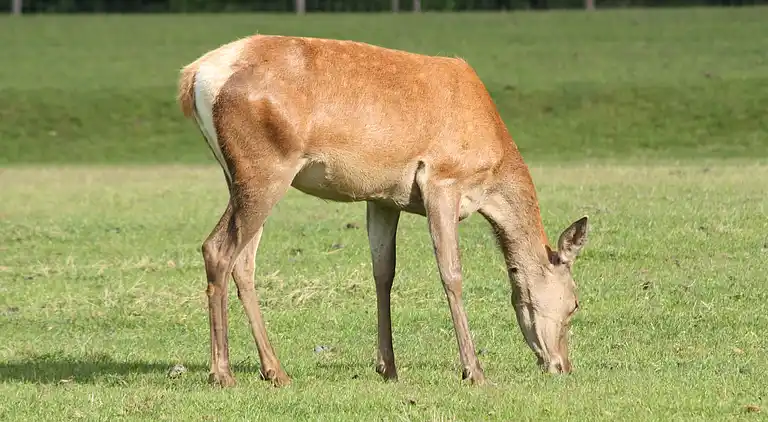 Holiday home in Geesteren