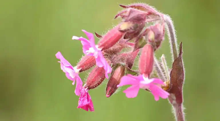 Holiday home in Geesteren