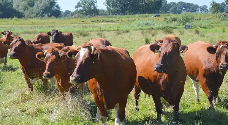 Holiday home in Veghel