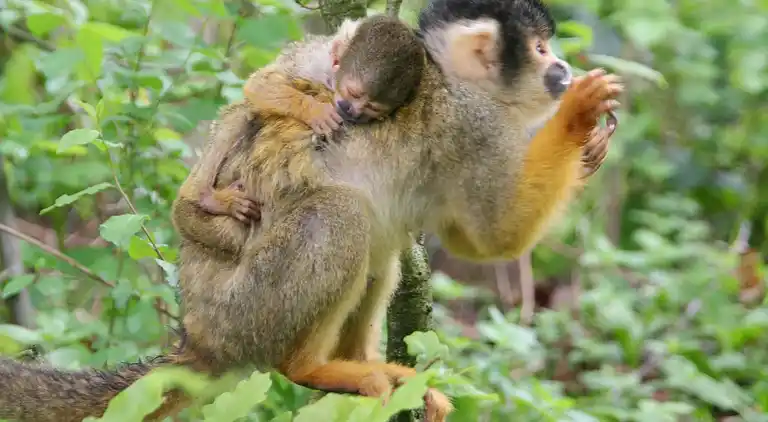 Holiday home in Nijkerk