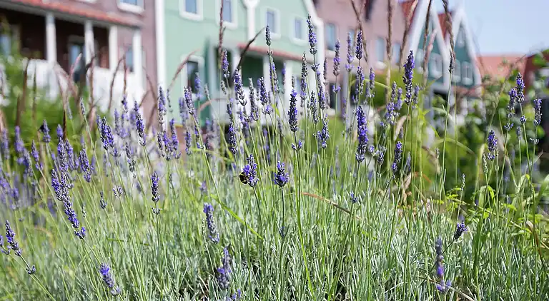 Appartement in Volendam