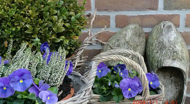 Appartement in Marken