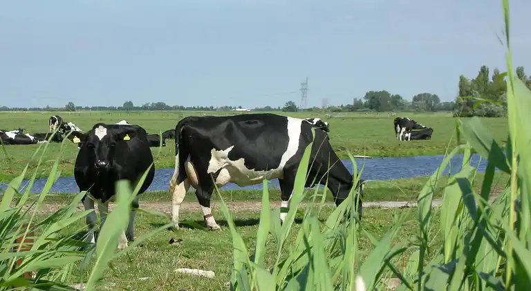Feriebolig i West-Graftdijk