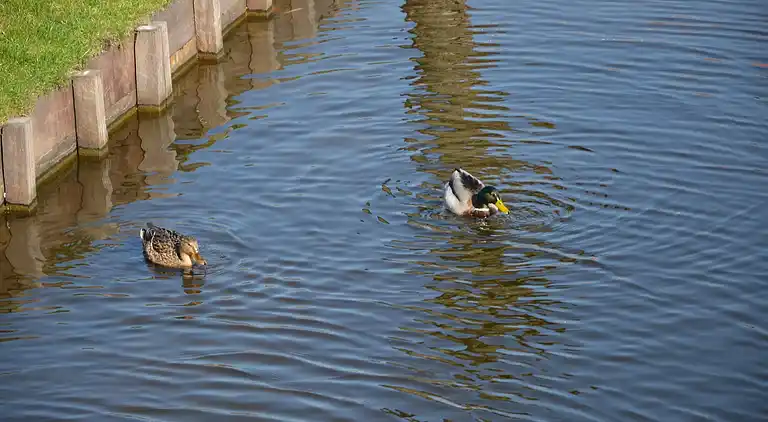 Villa in West-Graftdijk
