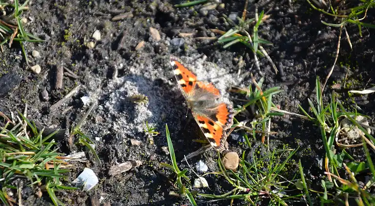 Bungalow i Oost-Graftdijk