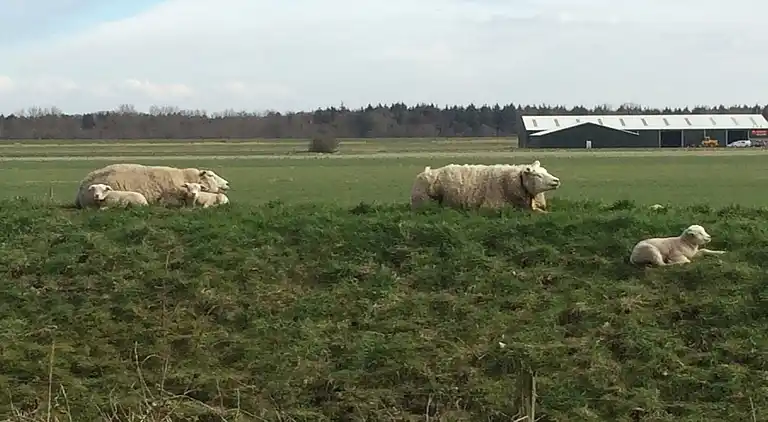 Cottage in Hensbroek