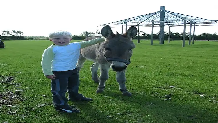 Villa in Hippolytushoef