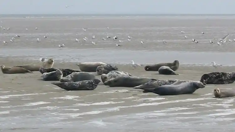 Villa in Hippolytushoef