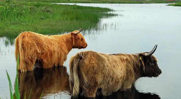Villa in De Cocksdorp