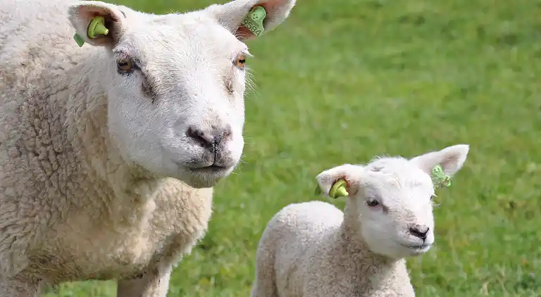 Appartement au Den Burg