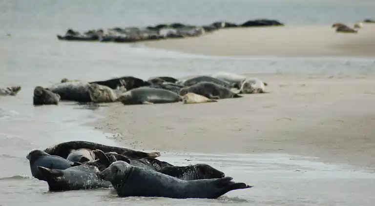 Maison de vacances au De Koog