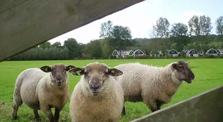 Holiday home in Schoorl