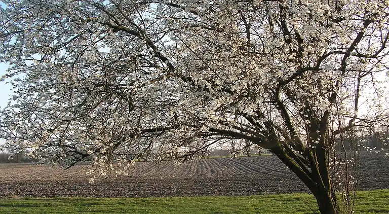 Holiday home in Aalten