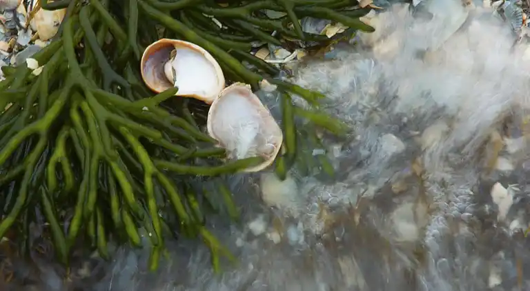 Villa in South Holland