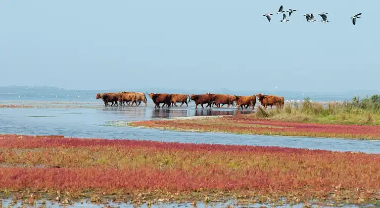 Villa in South Holland