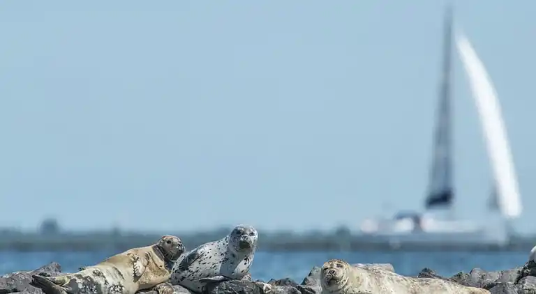 Villa in South Holland