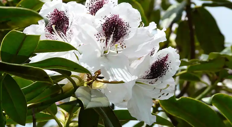 Cottage in Woerdense Verlaat