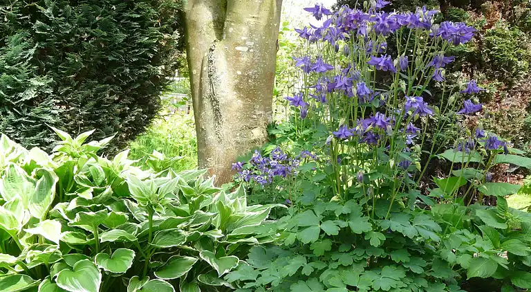Cottage in Woerdense Verlaat