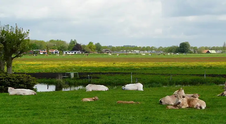 Cottage in Woerdense Verlaat