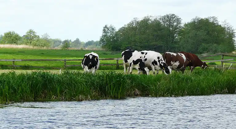 Cottage in Woerdense Verlaat