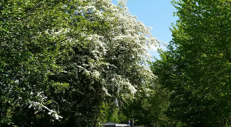 Cottage in Woerdense Verlaat