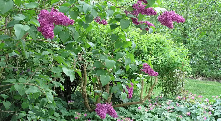 Cottage in Woerdense Verlaat