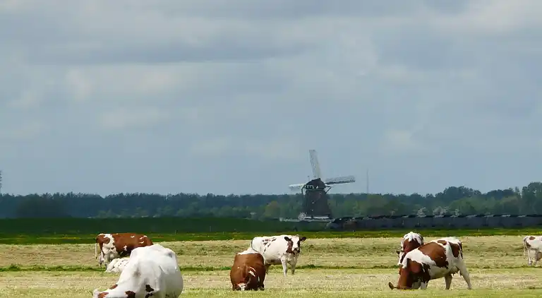 Cottage in Woerdense Verlaat