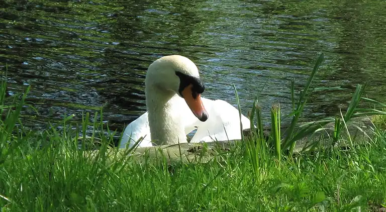 Cottage in Woerdense Verlaat