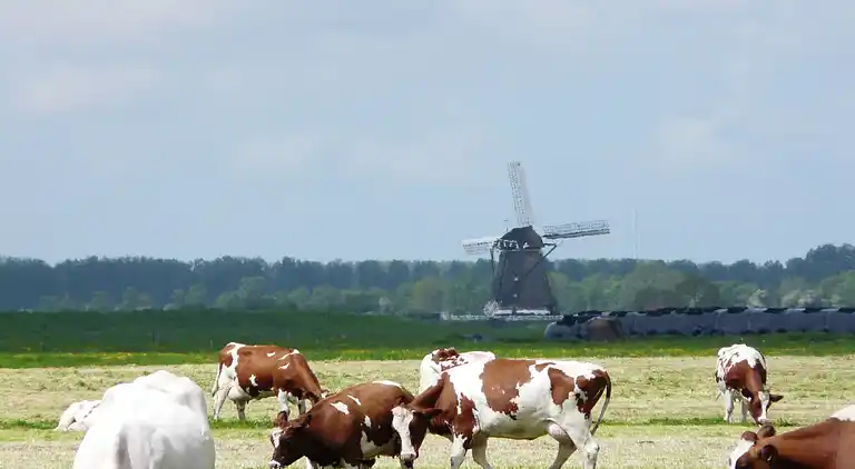 Cottage in Woerdense Verlaat